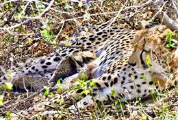 Indian-born Female Cheetah at Kuno National Park gives Birth to Four Cubs in the Wild; a Historic Moment in India’s Cheetah Conservation Journey: Shri Bhupender Yadav