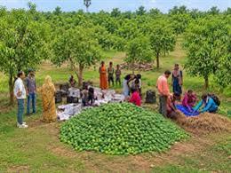 APEDA Facilitates First Export of Fresh Mangoes from Jharkhand to United Kingdom