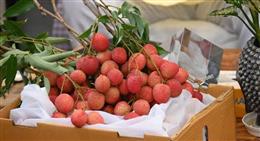 APEDA Facilitates First Export of Fresh Uttarakhand Litchi to Italy, Marking Entry into European Market