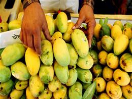 APEDA Facilitates First Commercial Export of GI-Tagged Rewa Sundarja Mangoes from Madhya Pradesh to UAE