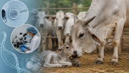 OPU-IVF Calf Born in Badri Cattle: A Major Milestone for Conservation and Genetic Improvement of Uttarakhand’s Indigenous Breed