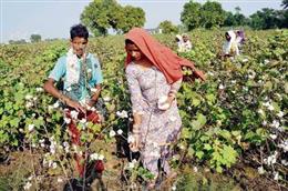 Reforms aimed at empowering cotton farmers, enhancing transparency and strengthening India’s cotton value chain to take centre stage